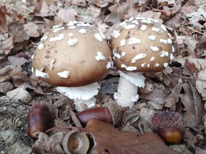 Passeggiata nei boschi dell'entroterra gardesano alla ricerca di funghi spontanei 2